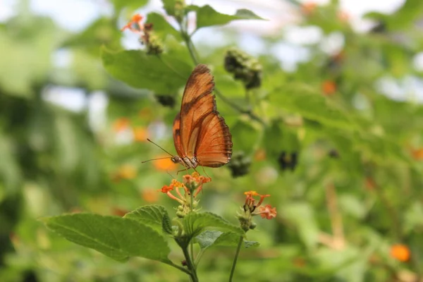 Borboleta Uma Flor — Fotografia de Stock