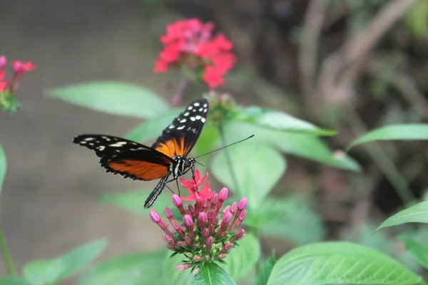 Bela Borboleta Uma Flor — Fotografia de Stock