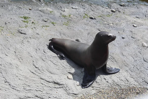 Seal Sea Lions Beach — Stock Photo, Image