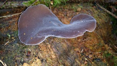 Ormandaki bir mantarın yakın plan çekimi.