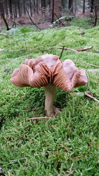 Paddenstoel Het Bos — Stockfoto