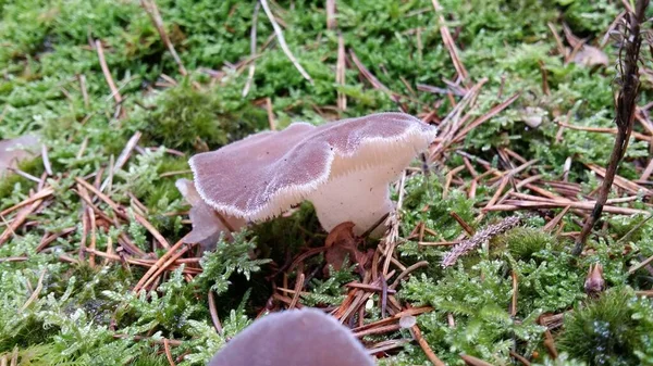 Paddenstoel Het Bos — Stockfoto