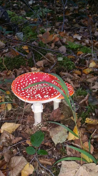 Red White Mushroom Forest — Stock Photo, Image