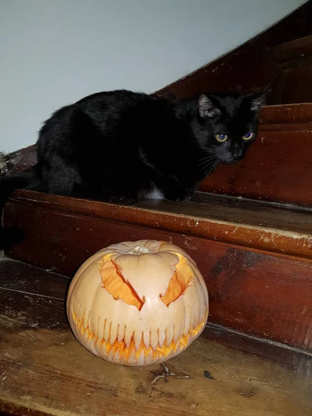 Gato Preto Com Uma Abóbora Veneno Halloween — Fotografia de Stock