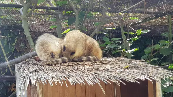 Lemur Tidur Lucu Kebun Binatang — Stok Foto