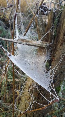 Ormanda kışın donmuş örümcek ağı (flaş olmadan))
