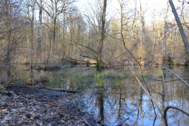 Arka planda göleti olan güzel bir manzara.