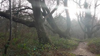 Ormanda bir ağacı olan güzel bir manzara.