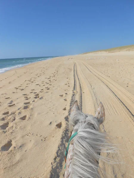 海の砂砂丘夏の白い馬 — ストック写真