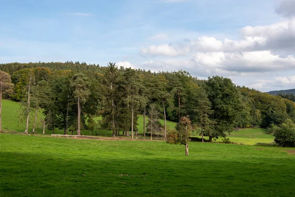 Detached Trees Green Field — Stock Photo, Image