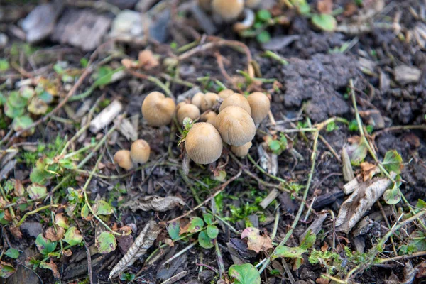 Petits Champignons Jour Automne — Photo