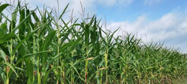 Odenwald 'daki büyük mısır tarlası.
