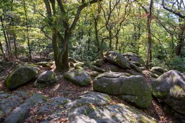 Odenwald 'daki eski taş ocağının kalıntıları.