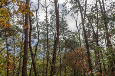 Sonbaharda güzel bir orman