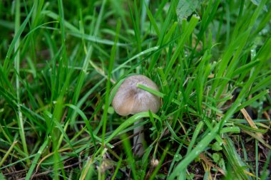 Çim küçük mantar