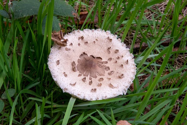 Cabeza Hongo Pedazo Bosque —  Fotos de Stock