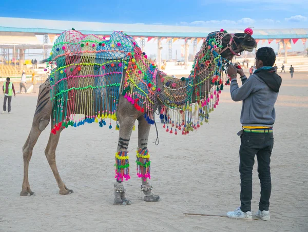Pushkar, Rajasthan, Hindistan - İnsanlar devenin rengarenk süslemeleriyle dekore ediyorlar.