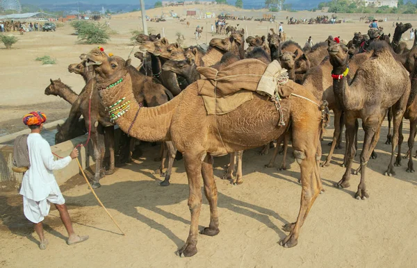 인도의 라자스탄의 자이푸르 힌두교 인도의 자이푸르에서 낙타들 이물을 마시는 모습을 — 스톡 사진