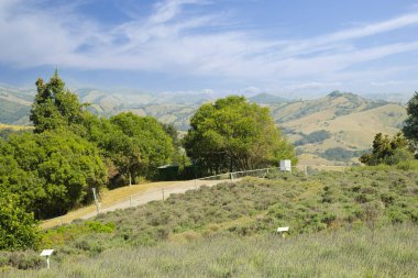 Mor çiçekli Cunha lavanta tarlası.
