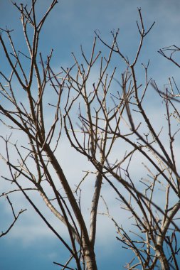 Kuru dallar ve mavi gökyüzü.