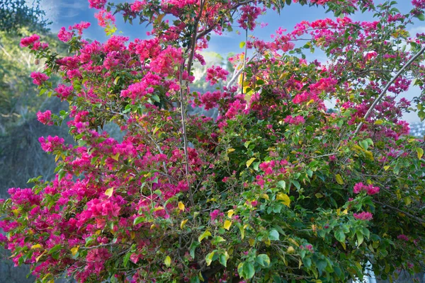Brezilya pembe primavera ağacı ayrıntıları.
