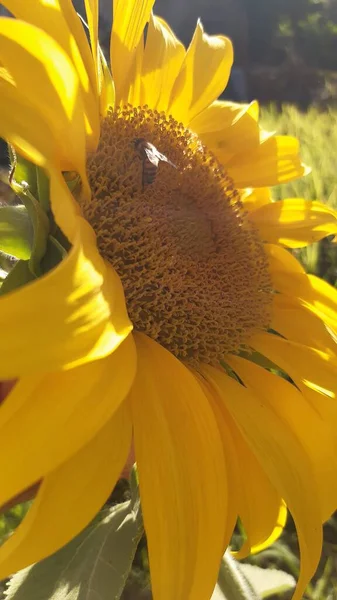 Hermoso Girasol Naturaleza — Foto de Stock