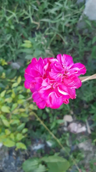 아름다운 분홍빛 — 스톡 사진