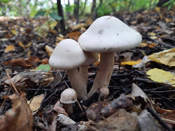 Mantar Tricholoma albümü ya da sonbahar ormanlarında White Knight 'ın yakın çekimi. Geniş yapraklı ve kozalaklı Avrupa ormanlarında yetişen beyaz mantarlar. Gilled mantarları. Dikkat et mantar toplama konsepti.