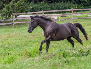Çeyrek at kısrağı otlakta özgürce koşuyor..