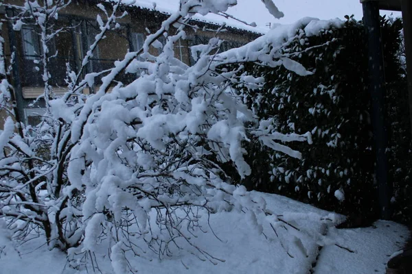 Uma Floresta Inverno Nas Montanhas Cáucaso Europa — Fotografia de Stock