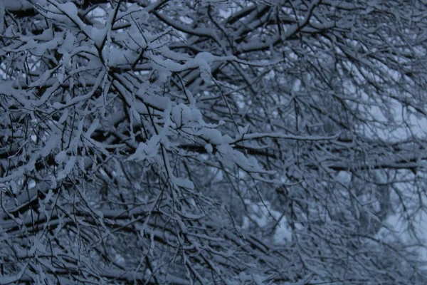 雪に覆われた木と冬の風景 — ストック写真
