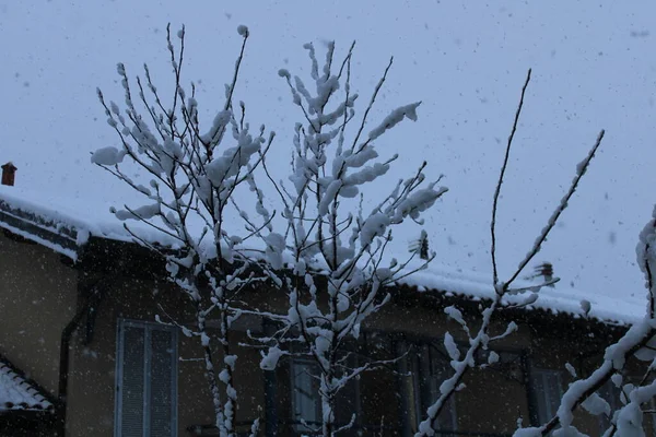 Vinterlandskap Med Snötäckta Träd — Stockfoto