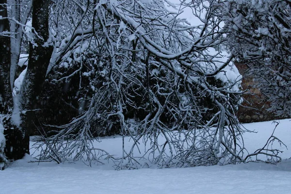 Snötäckta Träd Skogen — Stockfoto