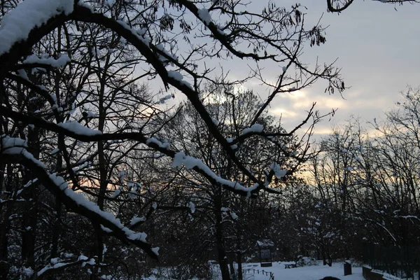 雪に覆われた木々の冬の風景 — ストック写真