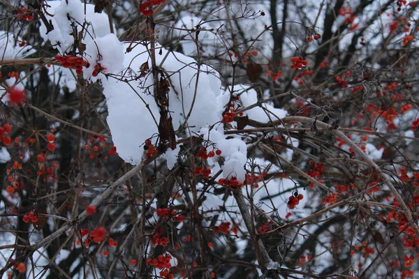 Красные Ягоды Вибурнума Зимой — стоковое фото