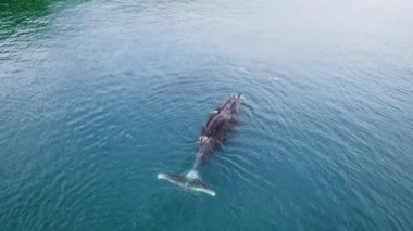 Bowhead balinası, sakin mavi okyanus suyunda yüzüyor, bir bowhead balina sürüsünün havadan görünüşü. Balina ormanın yakınındaki Shantar adalarında Balinaların göç edişini izliyor. 6K küçültme