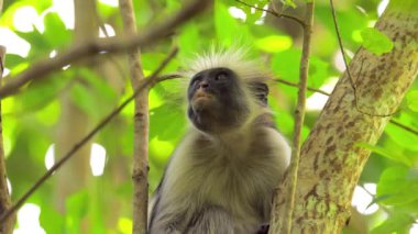 Kırmızı kolobus maymunu ağaçta oturuyor ve siyah yüzünü dinlendiriyor. Afrika hayvanlarıyla safari parkında vahşi yaşam. Zanzibar Tanzanya Bilimsel Seferi, sinema ekipmanlarıyla çekildi. 10 bit 6K