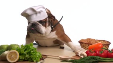 Evde aşçı olarak İngiliz Bulldog 'u. İngiliz Bulldog sağlıklı yemek pişirir ve sadece taze sebze yer. Köpek onun sağlığını izler. Şef şapkalı bir köpek yemek pişiriyor..