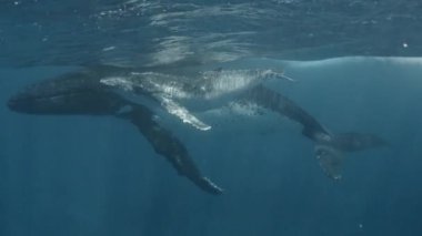 Suyun altında yüzen balina ailesinin yakın plan portresi. Bir anne ve bir buzağı sualtı dünyasını keşfediyor, okyanusta daireler çiziyor ve çevreyle iletişim kuruyor. Doğa ve vahşi yaşam kavramı