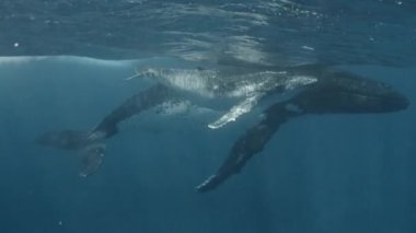 Suyun altında yüzen balina ailesinin yakın plan portresi. Bir anne ve bir buzağı sualtı dünyasını keşfediyor, okyanusta daireler çiziyor ve çevreyle iletişim kuruyor. Doğa ve vahşi yaşam kavramı