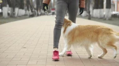 Zencefil sınırındaki Collie Dog ve sahibinin sokak dışında antrenmanına yakın durun. Kadın köpeğiyle zeka oyunu oynuyor. Evcil hayvanlar, birliktelik ve arkadaşlık yaşam tarzı..