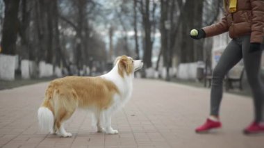 Zencefil sınırındaki Collie Dog ve sahibinin sokak dışında antrenmanına yakın durun. Kadın köpeğiyle zeka oyunu oynuyor. Evcil hayvanlar, birliktelik ve arkadaşlık yaşam tarzı. Mutlu bir top yakala.