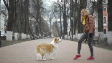 Zencefil sınırındaki Collie Dog ve sahibinin sokak dışında antrenmanına yakın durun. Kadın topla köpeğiyle zeka oyunu oynuyor. Evcil hayvanlar, birliktelik ve arkadaşlık yaşam tarzı..