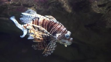 Akvaryumdaki muhteşem egzotik kırmızı aslan balığının yakın plan portresi. Akvaryumdaki su tankında güzel çizgili renkli deniz yaratığı. Su altı konsepti, sergi.