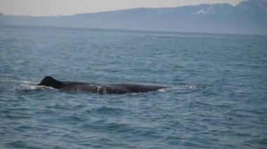 Sperm balinası okyanustaki su yüzeyindeki doğal ortamında. Pasifik Okyanusu 'nun yüzeyinde muhteşem bir deniz yaratığı görünüyor. Geniş karanlık okyanus sularında yüzen dev sperm balinası. Doğa kavramı