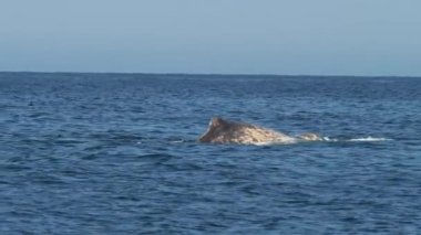 Arka beyaz balina doğal ortamında okyanusun su yüzeyinde. Pasifik Okyanusu 'nun yüzeyinde muhteşem bir deniz yaratığı görünüyor. Geniş karanlık okyanus sularında yüzen dev beyaz balina. Konsept