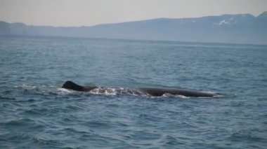 Sperm balinası okyanustaki su yüzeyindeki doğal ortamında. Pasifik Okyanusu 'nun yüzeyinde muhteşem bir deniz yaratığı görünüyor. Geniş karanlık okyanus sularında yüzen dev sperm balinası. Doğa kavramı