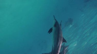 Denizdeki sevimli yunuslar. Akıllı ve güzel deniz memelileri sualtı evlerinde yüzerler. Mısır 'da Kızıl Deniz' in berrak suları. Şirin, serbest şişe burunlu yunus sürüsü sığ bir resifte yüzüyor..