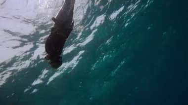 Denizde mercan resifini araştıran oldukça serbest bir dalgıç. Serbest dalış, bir insanın nefesini tutarak deniz suyuna daldığı bir spordur. Profesyonel olmayan bir sualtı dalgıcı.