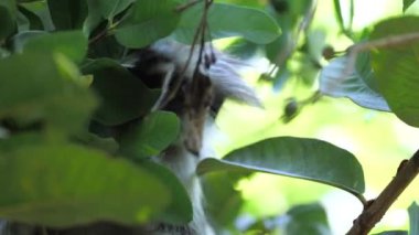 Vahşi kırmızı kolobus maymunu tropikal ormanda dalda oturuyor. Bilimsel bir keşif sırasında, profesyonel sinema ekipmanları, Leica optikleri, 6K.Zanzibar, Tanzanya, Doğu Afrika